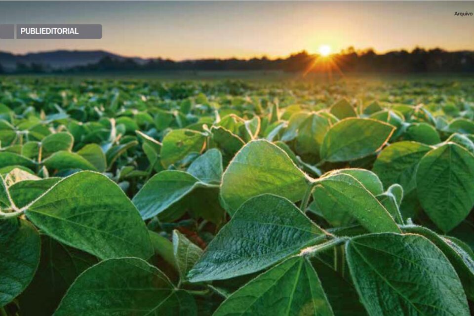 Artigo Revista Cultivar